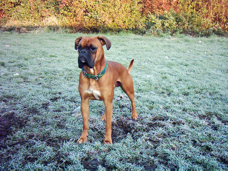 Boxer Hunde Foto 30831 Boxer Sam *10.05.2004