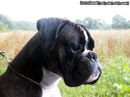Boxer Keanu vom Silberhorn