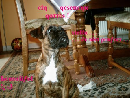 Boxer Hunde Foto 35075 Boxer My Princess