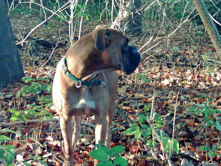 Boxer Hunde Foto 30832 Boxer Sam *10.05.2004