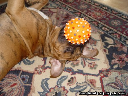 Boxer Hunde Foto 17567 Boxer BUBBA 2004