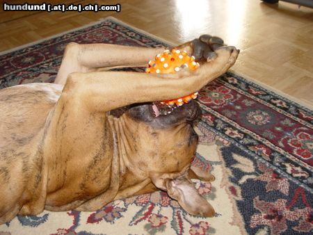 Boxer Hunde Foto 17568 Boxer BUBBA 2004