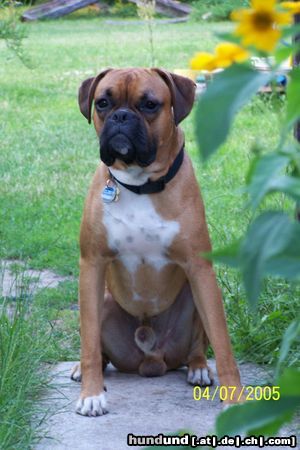 Boxer Ein stolzer ....