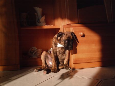 Boxer Hunde Foto 34839 Boxer So sitzt Stella :D