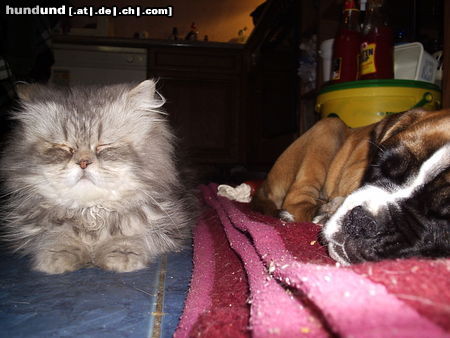 Boxer Hunde Foto 26226 Boxer Unserer Max