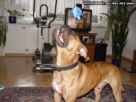 Boxer BUBBA 2004