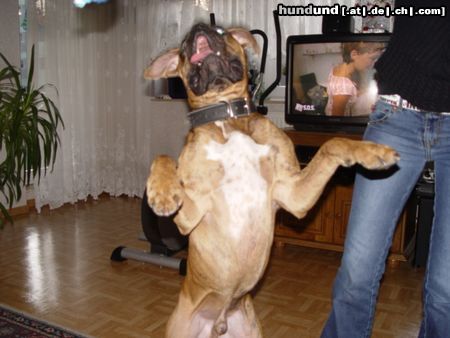 Boxer Hunde Foto 17573 Boxer BUBBA 2004