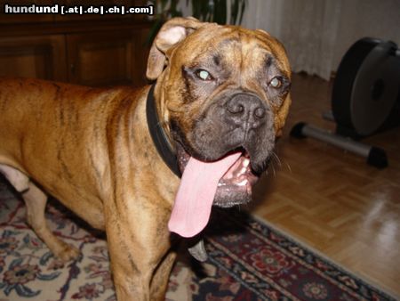 Boxer Hunde Foto 17572 Boxer BUBBA 2004
