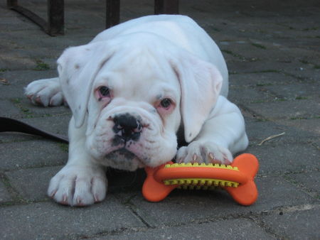 Boxer Hunde Foto 36335 Boxer Obelix vom Vagabunden