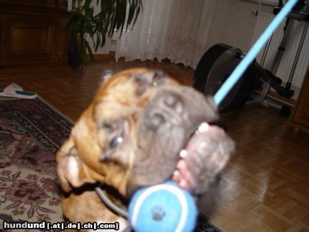 Boxer Hunde Foto 17570 Boxer BUBBA 2004