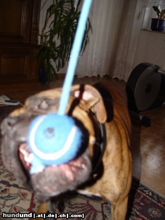 Boxer Hunde Foto 17575 Boxer BUBBA 2004