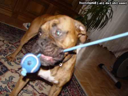 Boxer Hunde Foto 17569 Boxer BUBBA 2004