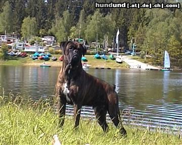 Boxer Mobby 5 Jahre  43 kg  Schulterhöhe 74 cm   *WAUWAU*