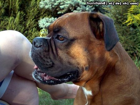 Boxer Hunde Foto 7547 Boxer Givo aus Dänemark