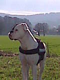 Boxer Hunde Foto 45433 in höherer Auflösung ansehen Boxer Xenia von Teutonia