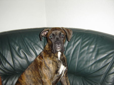 Boxer Hunde Foto 40694 Boxer Lenox 10 Monate