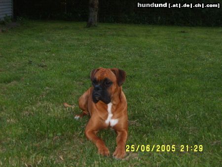 Boxer Hunde Foto 22499 Boxer Rocko