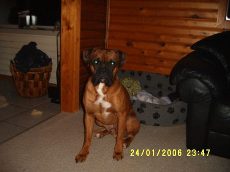 Boxer Hunde Foto 31770 Boxer Rocko.