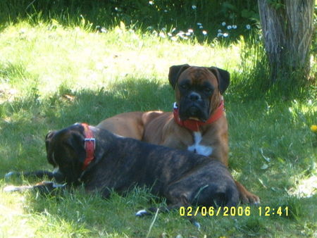 Boxer Hunde Foto 31909 Boxer Rocko & Nala