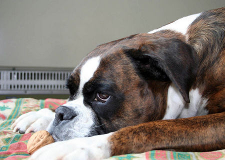 Boxer Hunde Foto 31152 Boxer Boah..ist das heute langweilig !!!