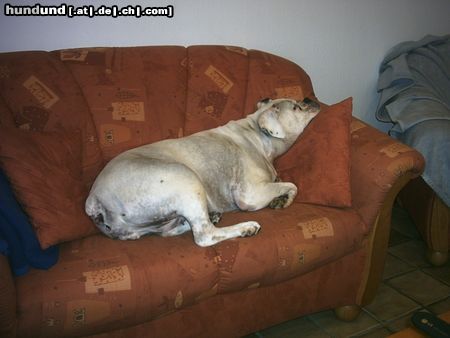 Boxer Hunde Foto 9339 Boxer Bolle auf dem Sofa........