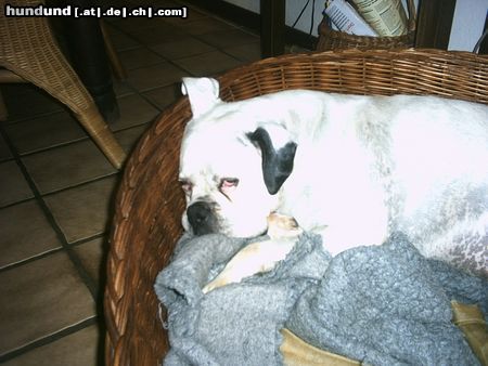 Boxer Hunde Foto 9383 Boxer bin ich müde