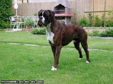 Boxer Hunde Foto 6138 Boxer Bonzo (1,5 Jahre)