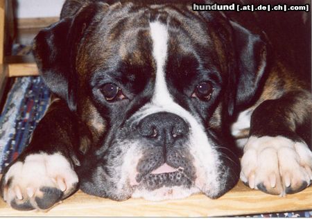 Boxer Hunde Foto 6139 Boxer Bonzo (1,5 Jahre)