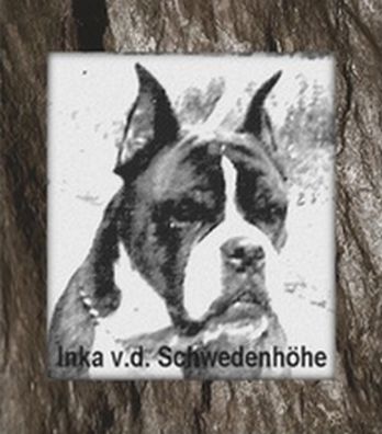 Boxer Hunde Foto 33824 Boxer Inka v.d. Schwedenhöhe im Alter v. 12 Jahren