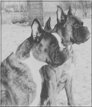 Boxer Hunde Foto 38058 Boxer Boxerpaar
