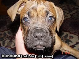 Boxer Hunde Foto 16612 in höherer Auflösung ansehen Boxer Bubba und Gina