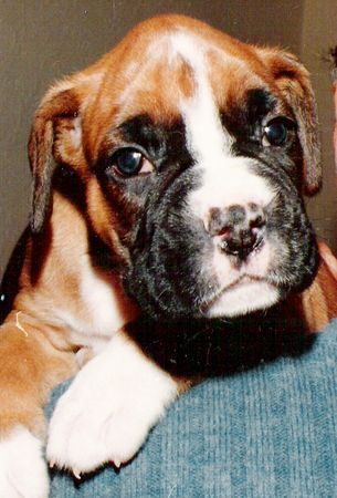 Boxer Cäsar v.d. Weibertreu