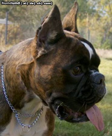 Boxer Hunde Foto 10241 Boxer CAMPARI Nostrum