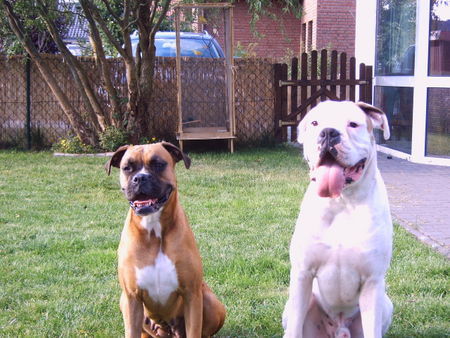 Boxer Hunde Foto 39299 Boxer CESCO & LADY