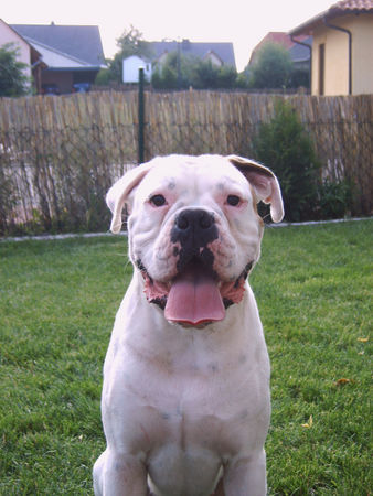 Boxer Hunde Foto 39298 Boxer CESCO