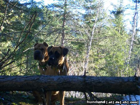 Boxer Hunde Foto 21283 in höherer Auflösung ansehen Boxer maggie und sam