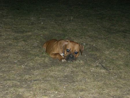 Boxer Hunde Foto 34424 in höherer Auflösung ansehen Boxer die leila