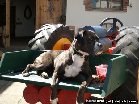 Boxer Hunde Foto 20798 in höherer Auflösung ansehen Boxer