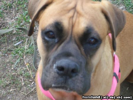 Boxer Hunde Foto 21285 in höherer Auflösung ansehen Boxer Maggie