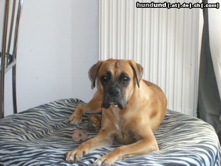 Boxer Hunde Foto 21287 in höherer Auflösung ansehen Boxer Maggie