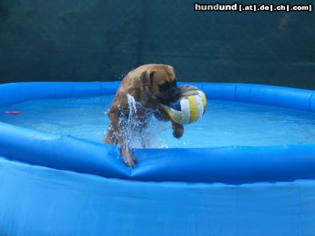 Boxer Hunde Foto 23608 in höherer Auflösung ansehen Boxer Maggie unser Pool Dog