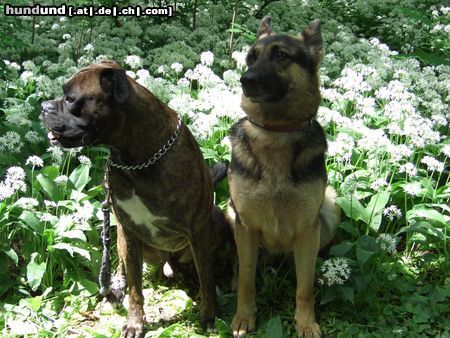 Boxer Hunde Foto 21607 in höherer Auflösung ansehen Boxer tommy und cindy