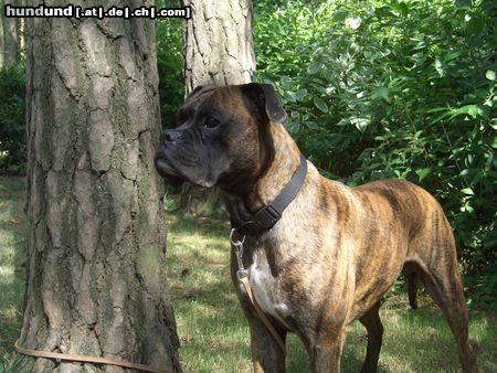 Boxer tommy