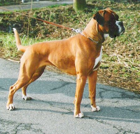 Boxer Chanel