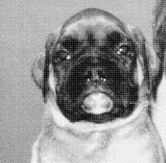 Boxer Hunde Foto 33341 Boxer Chico v.d. Weibertreu