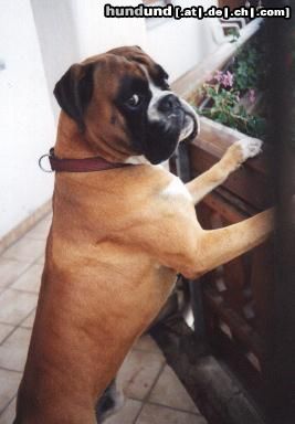 Boxer Hunde Foto 13130 Boxer Cito schaut sich die Umgebung im Urlaub an