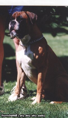 Boxer Hunde Foto 13121 Boxer Cito v. Kochmin