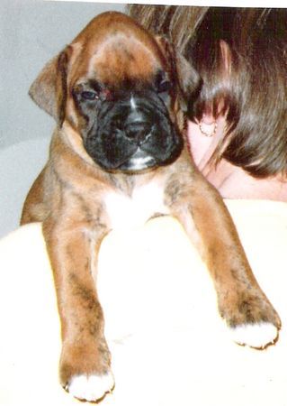 Boxer Hunde Foto 33923 Boxer Cliff v.d. Weibertreu