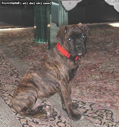 Boxer Hunde Foto 10957 in höherer Auflösung ansehen Boxer Coco mit 10 Wochen
