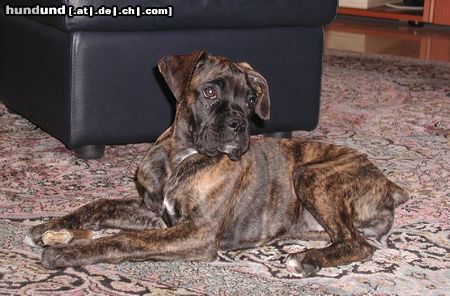 Boxer Hunde Foto 10941 Boxer Coco